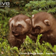Illustration for article titled Monday Mustelid - Gulo gulo Edition